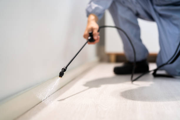 Licensed Wasp Removal service in Zion, IL - Show Me Pest Control